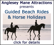 Anglesey Mane Attractions 3 (Cheshire Horse)