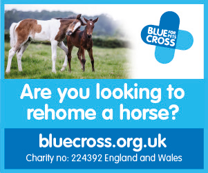 Blue Cross 2020 B (Cheshire Horse)